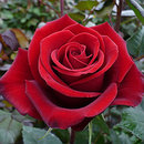 normal rose